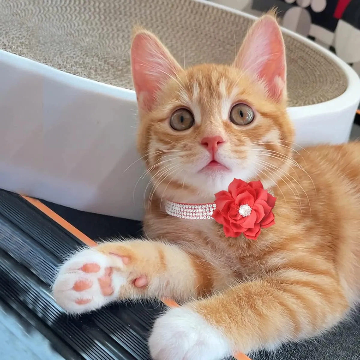 Cat Collar Bling Diamond Breakaway Cat Collar with Bell Rhinestones Pet Collars with Soft Velvet Adjustable Shine Collar for Cats Girls and Small Dogs Puppy (Red)