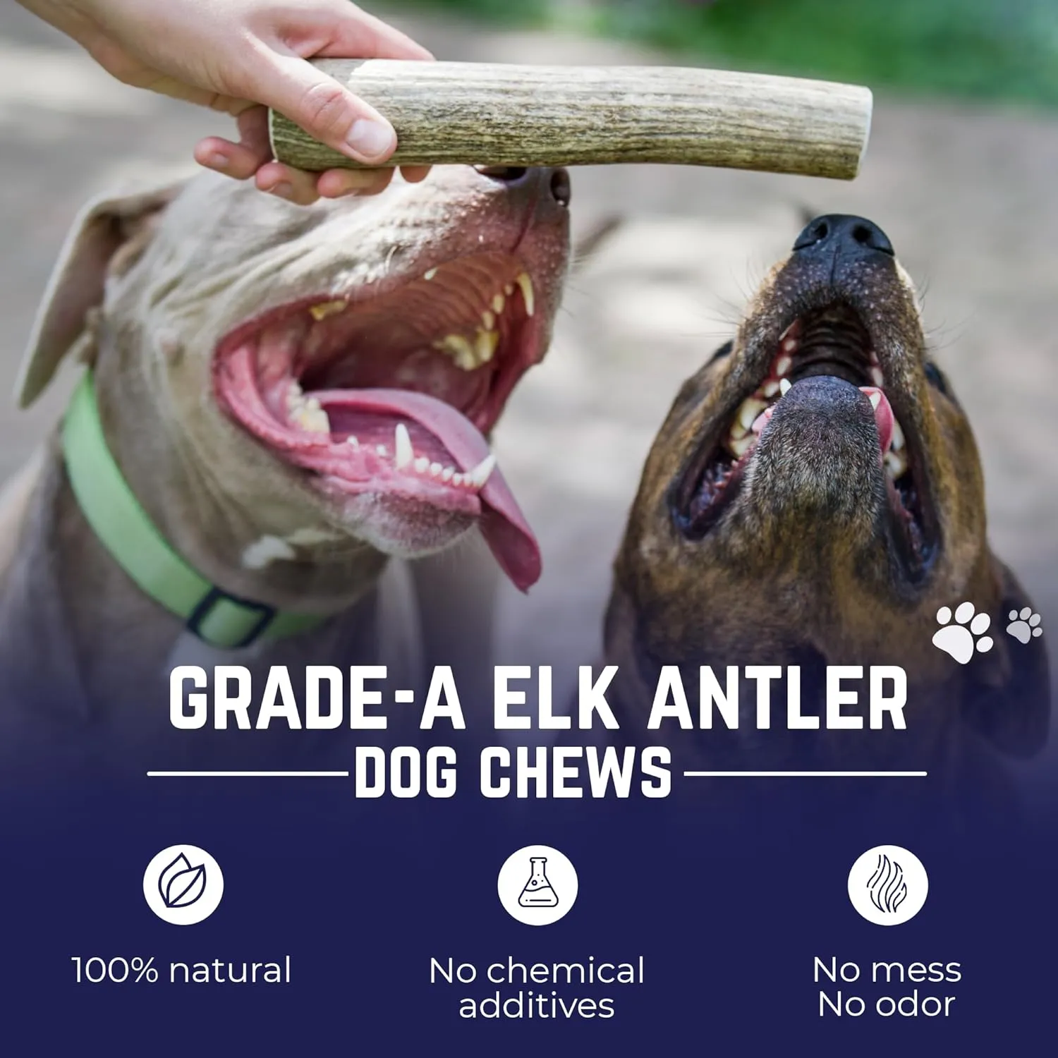 Devil Dog Pet Co. Elk Antlers for Dogs, Medium 5" , 1 Pack, Grade A Long Lasting Chew for Aggressive Chewers, Premium USA Naturally Shed Antler  Healthy, No Odor, Durable Dog Chew