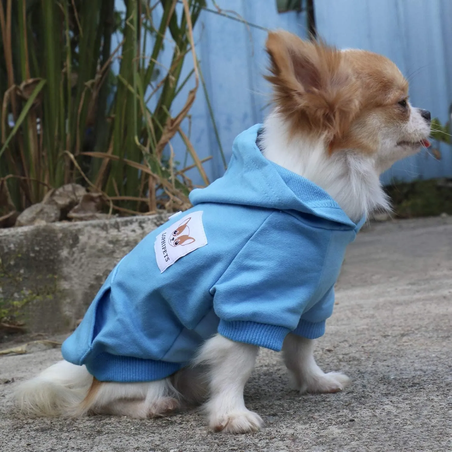 LOPHIPETS Dog Cotton Hoodies Sweatshirts for Small Dogs Chihuahua Puppy Clothes Cold Weather Coat-Cambridge Blue/L